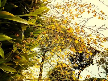 Low angle view of autumn tree