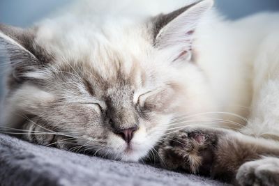 Close-up of ragdoll cat sleeping at home