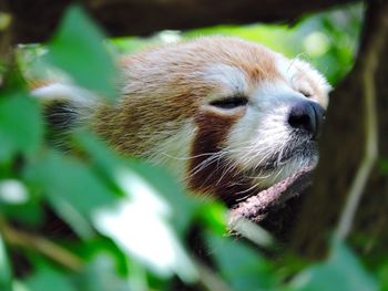 Close-up of red panda resting on tree