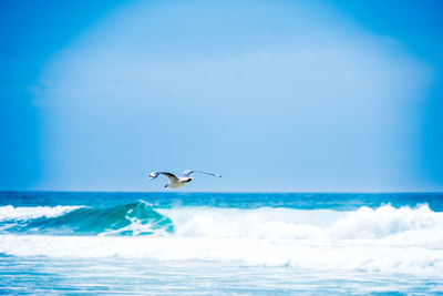 Seagull flying over sea