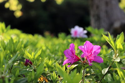 Close-up of pink flowering plant