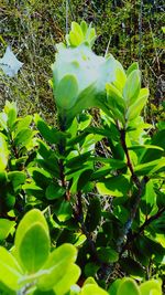 Close-up of fresh green plants