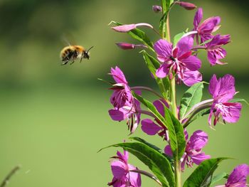 Close-up of bee pollinating on flowers