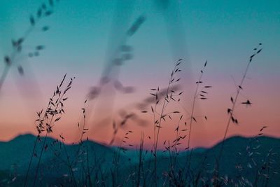 View of plants against sky during sunset