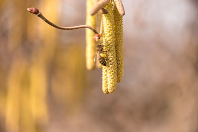 Close-up of yellow flowering plant