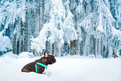 French bulldog dog on snow covered field against forest in winter