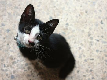 Close-up portrait of cat sitting