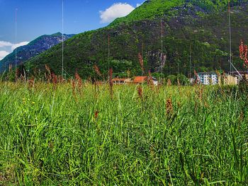 Scenic view of grassy field