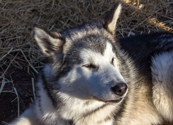 Close-up of dog on snow