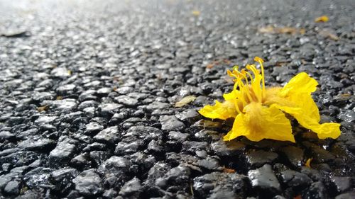 Close-up of yellow flowers