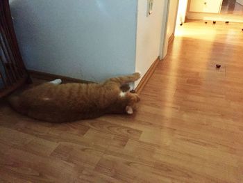 Cat relaxing on floor