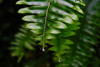 Close-up of fern leaves