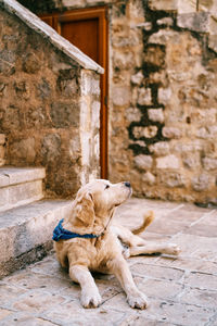 Portrait of dog sitting on footpath