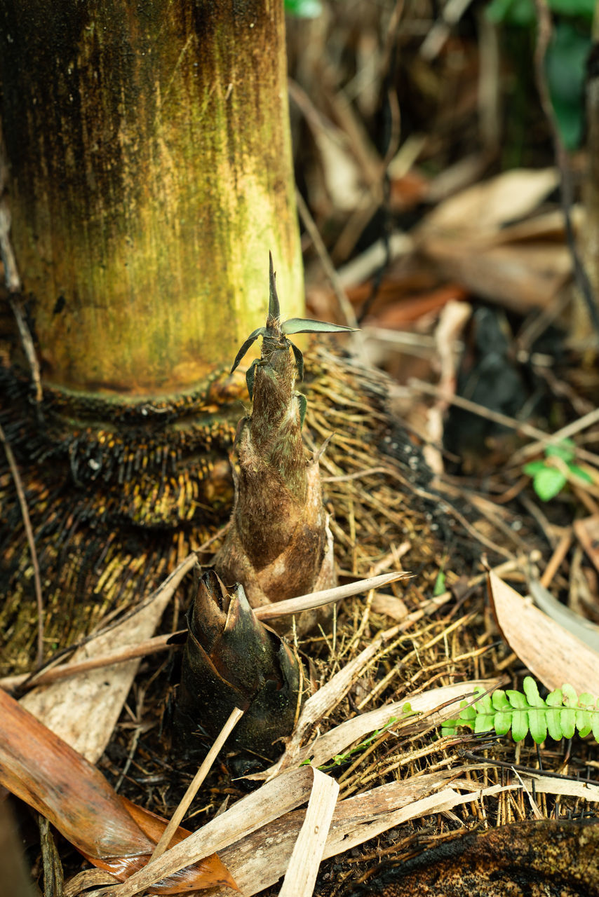 HIGH ANGLE VIEW OF BIRD ON NEST