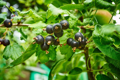 Close-up of berries growing on tree