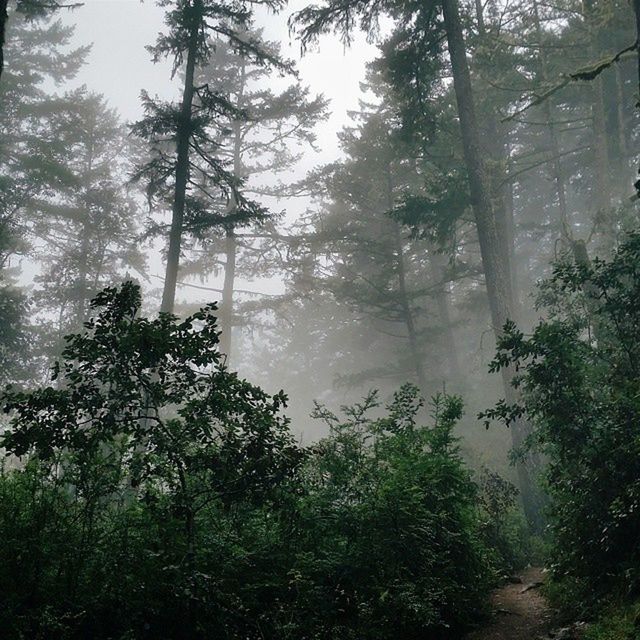 tree, growth, forest, tranquility, nature, green color, the way forward, branch, tree trunk, plant, tranquil scene, beauty in nature, day, lush foliage, outdoors, fog, no people, woodland, scenics, footpath