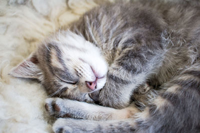 Close-up of cat sleeping