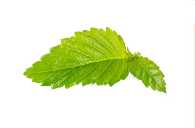 Close-up of fresh green leaves against white background