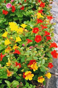 Close-up of flowers blooming outdoors