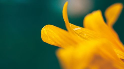 Close-up of yellow rose flower