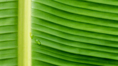 Full frame shot of palm leaf