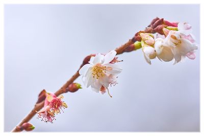 Close-up of pink cherry blossoms in spring