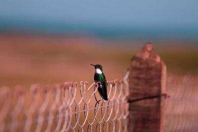 Close-up of bird perching on a fence