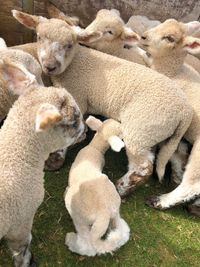 Sheep in a field