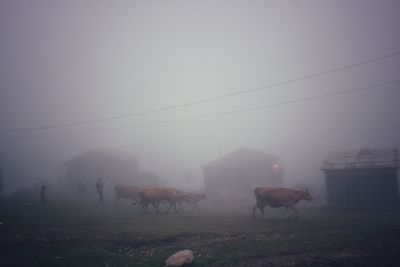 Cows on field against clear sky