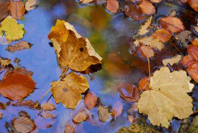 Close-up of yellow maple leaves during autumn