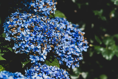 Close-up of purple hydrangea flowers