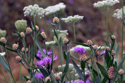 Close-up of purple flowering plants