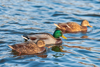 Mallard waterfowl birds floating in water. close up of anas platyrhynchos, mallard duck.