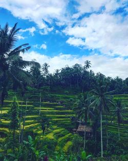 Scenic view of palm trees on field against sky