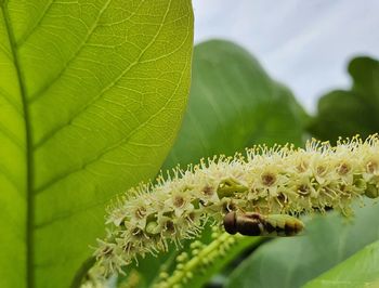 Close-up of green flowering plant