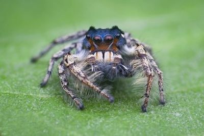 Close-up of spider