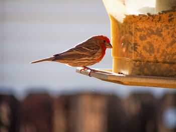 Bird perching on feeder