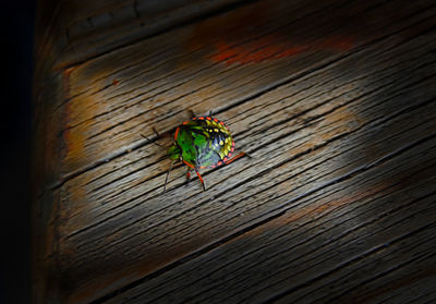 Close-up of insect perching on wood