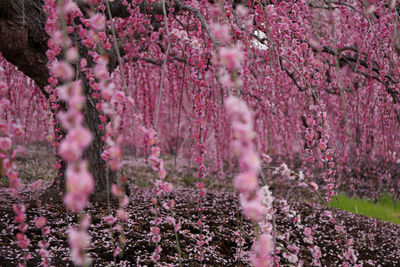 Close-up of pink cherry blossom tree