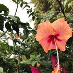 Close-up of hibiscus on plant