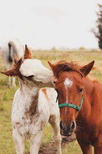 Horse in field