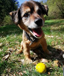 Close-up of a dog with ball on field