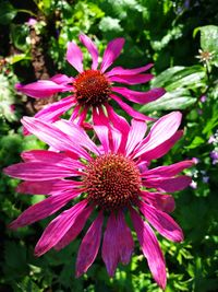 Close-up of purple coneflower blooming outdoors