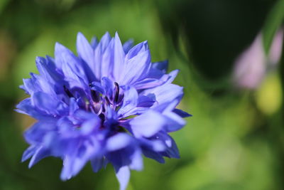 Close-up of purple blue flower