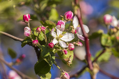 Close-up of pink flowering plant