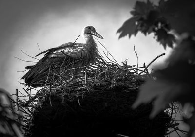 Low angle view of white stork on nest