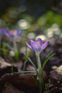 Close-up of purple crocus blooming outdoors