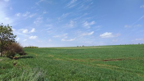 Scenic view of field against sky