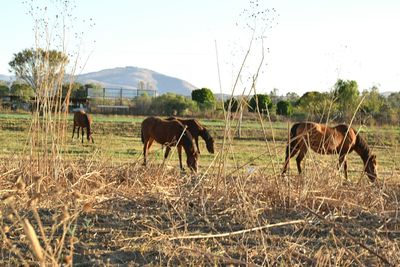 Horses on field against sky