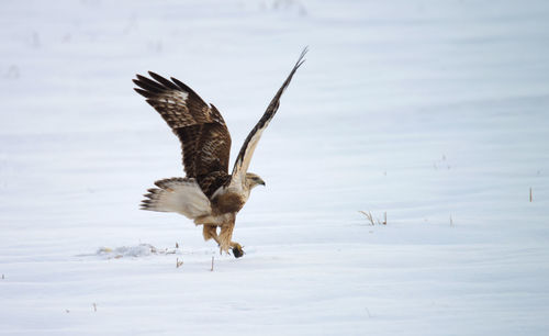 Bird flying over lake